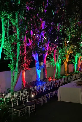Trees transitioning through amber, green, red and purple uplighting
