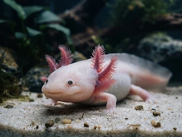 Axolotl