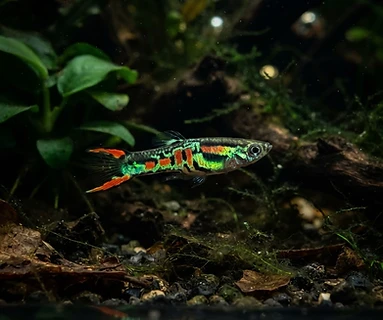 Endler's Livebearer