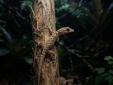 Mourning Gecko