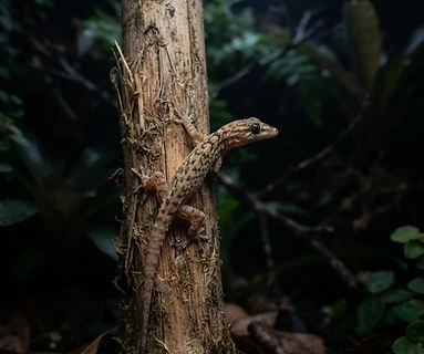 Mourning Gecko