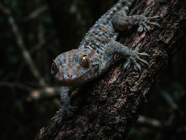 Tokay Gecko