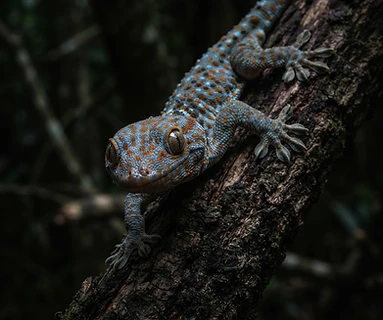 Tokay Gecko
