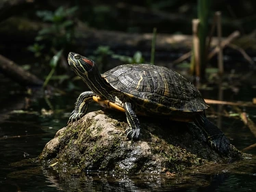 Red-Eared Slider