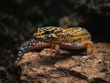Leopard Gecko
