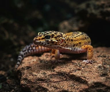 Leopard Gecko