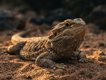 Bearded Dragon