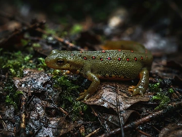 Eastern Newt
