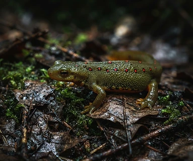 Eastern Newt