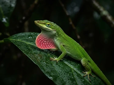 Green Anole