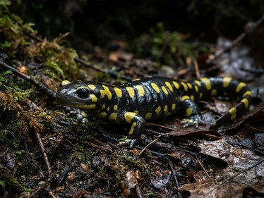 Tiger Salamander