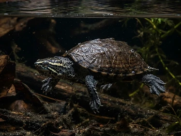 Eastern Musk Turtle
