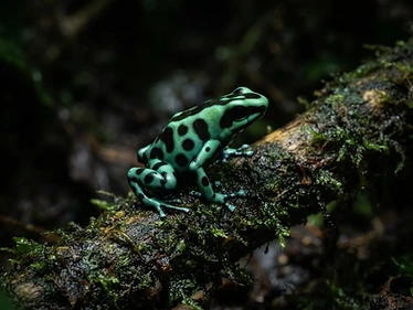 Green-and-Black Dart Frog