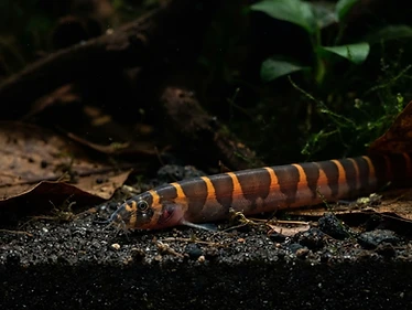 Kuhli Loach