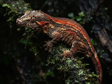 Gargoyle Gecko