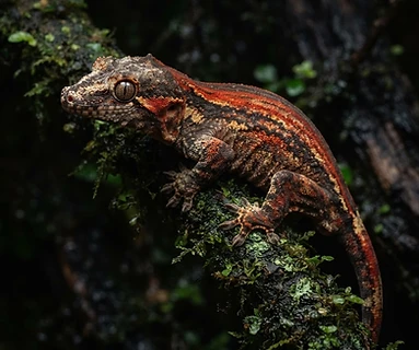Gargoyle Gecko