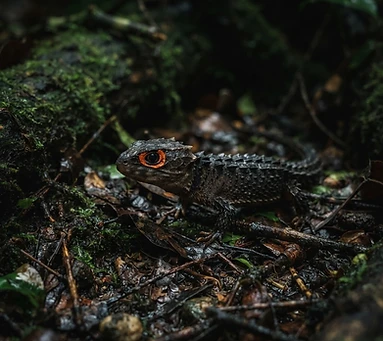 Red-Eyed Crocodile Skink