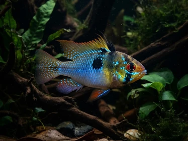 German Blue Ram