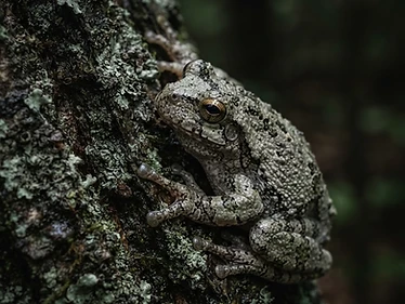 Gray Tree Frog