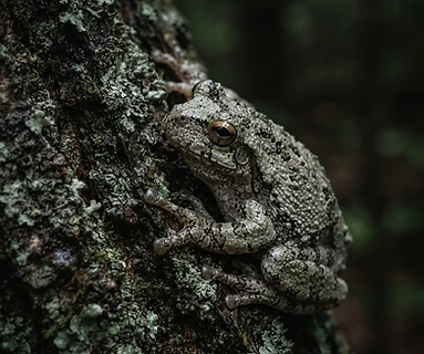 Gray Tree Frog