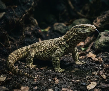 Savannah Monitor