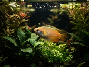 Honey Gourami