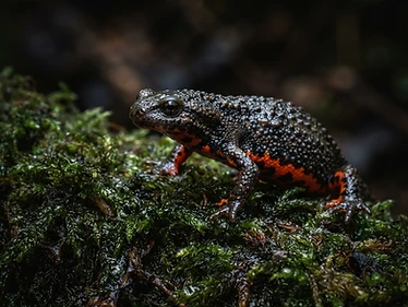 Oriental Fire-Bellied Newt