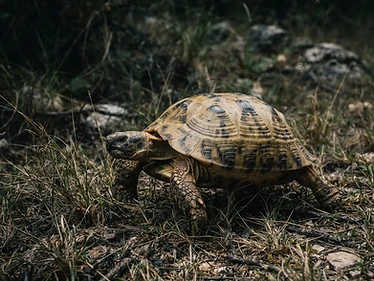 Russian Tortoise