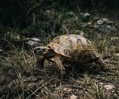 Russian Tortoise