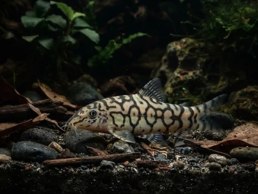 Yoyo Loach