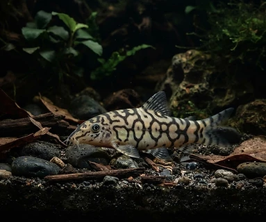 Yoyo Loach