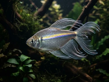 Congo Tetra