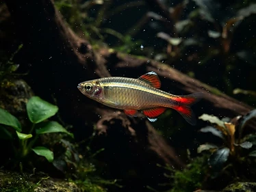 White Cloud Mountain Minnow