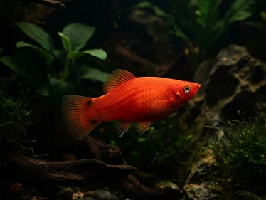 Platy
