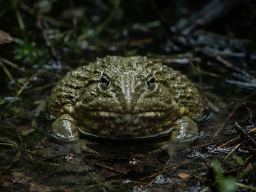 Budgett's Frog