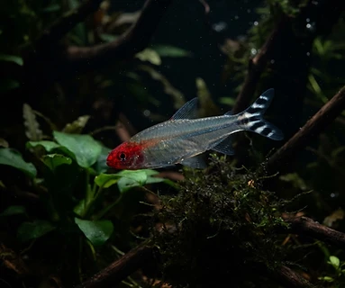 Rummynose Tetra