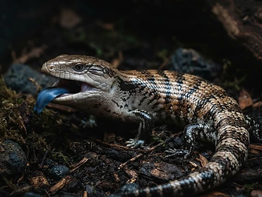 Blue-Tongued Skink