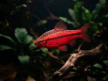 Cherry Barb
