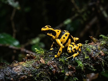 Bumblebee Dart Frog