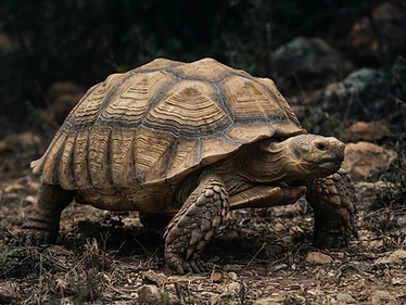 Sulcata Tortoise
