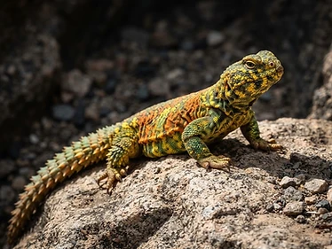 Ornate Uromastyx