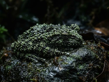 Vietnamese Mossy Frog