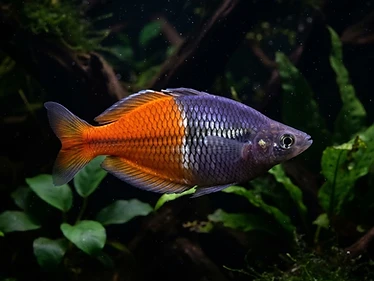 Boeseman's Rainbowfish