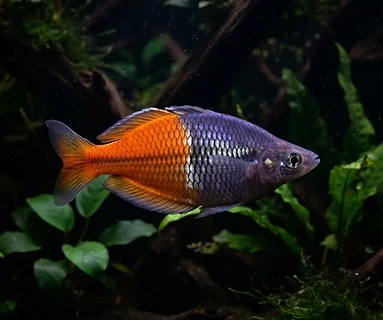 Boeseman's Rainbowfish