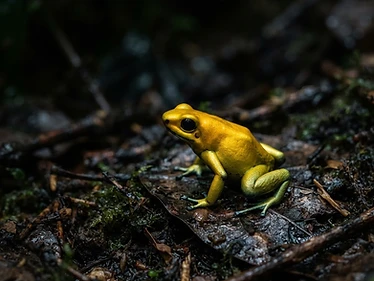 Golden Poison Frog