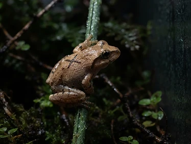 Spring Peeper