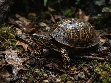 Eastern Box Turtle