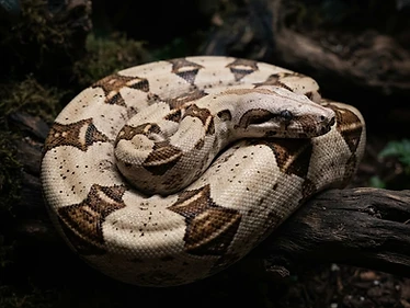 Boa Constrictor