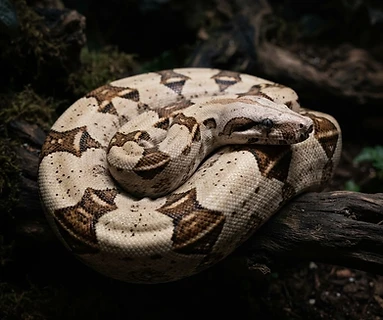 Boa Constrictor