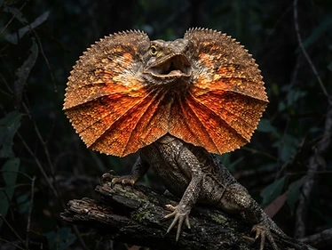 Frilled Dragon